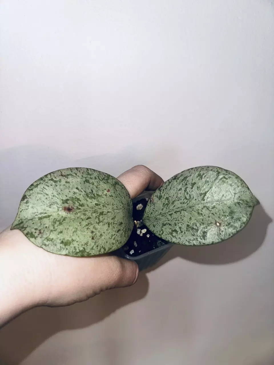 plant/Hoya Michele Silver-1