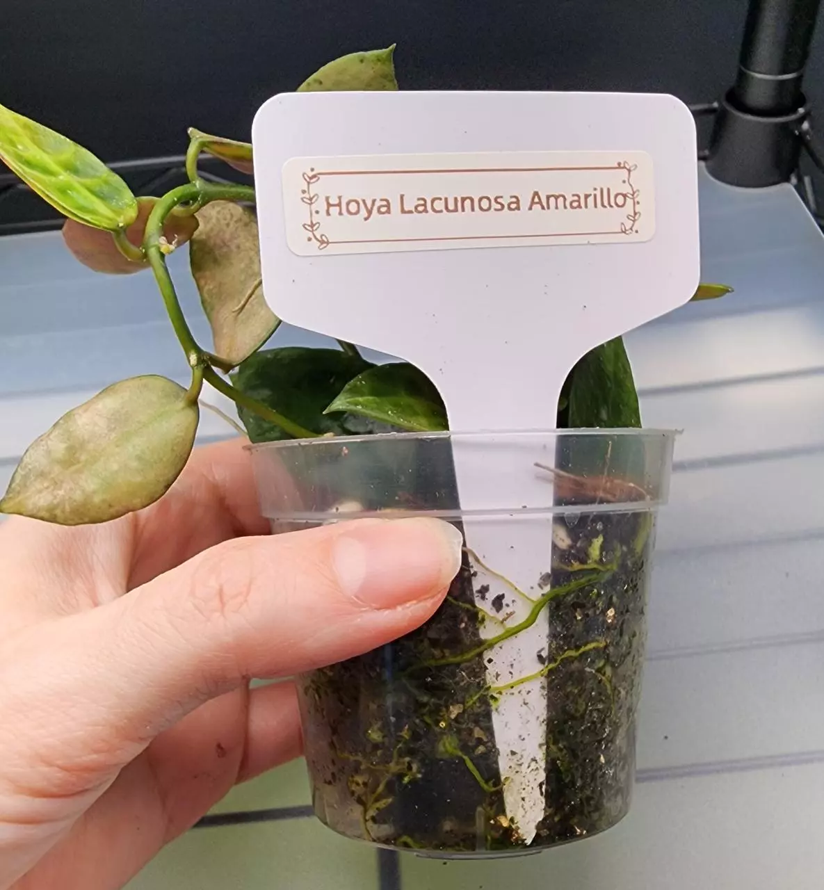 plant/Hoya Lacunosa Amarillo-H-6