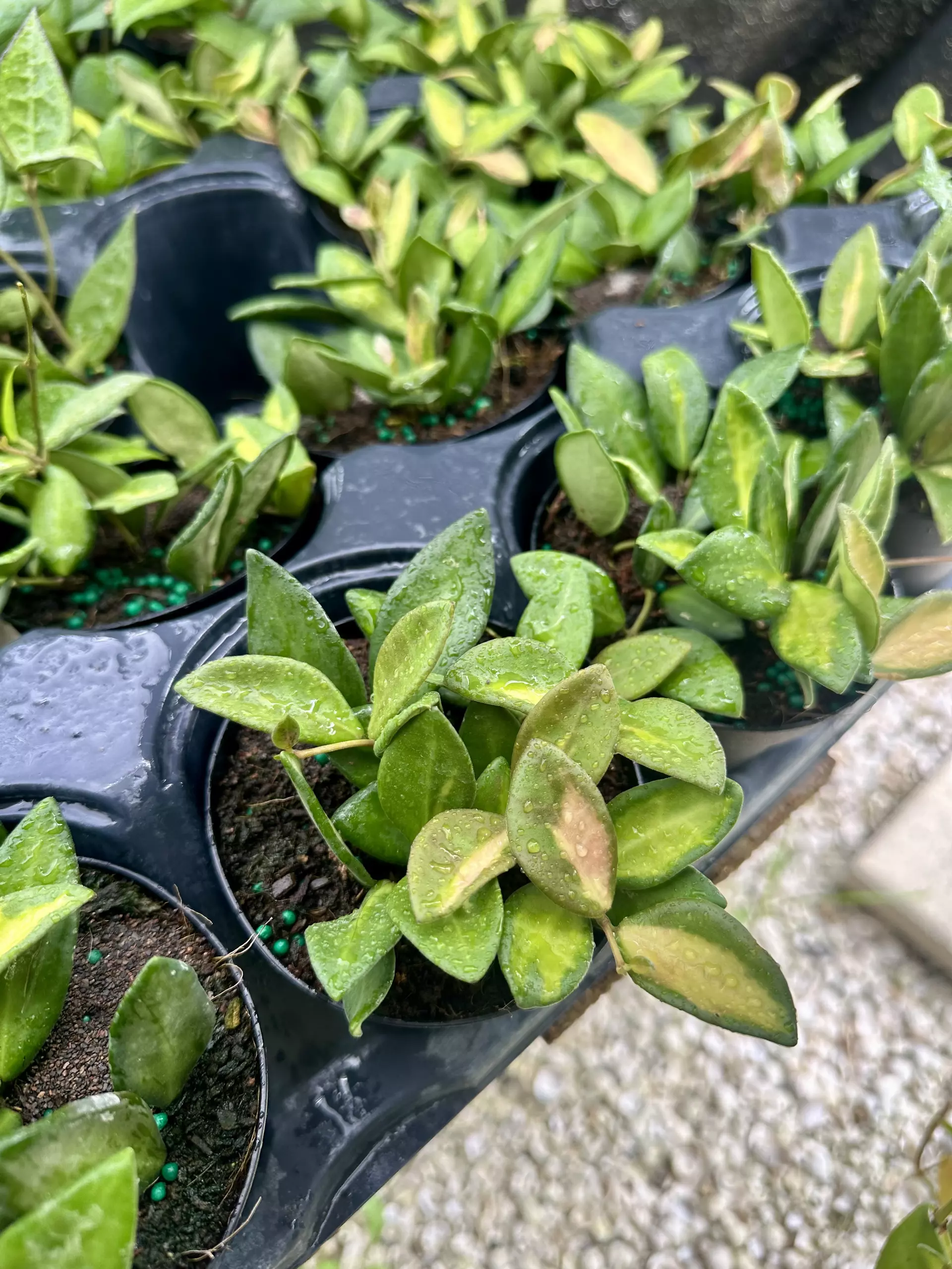 plant/4" Hoya Burtoniae Variegated-0