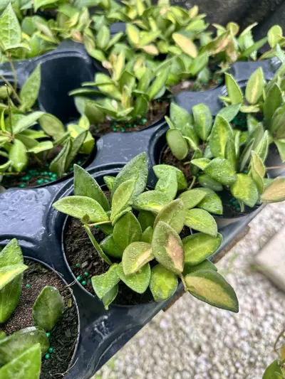 plant/4" Hoya Burtoniae Variegated-0-thumbnail