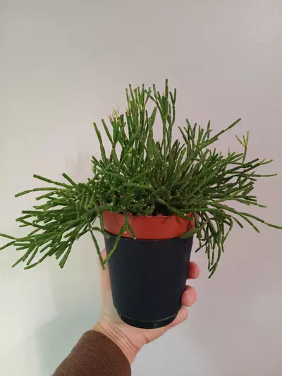 plant/Rhipsalis Salicornioides-3-thumbnail