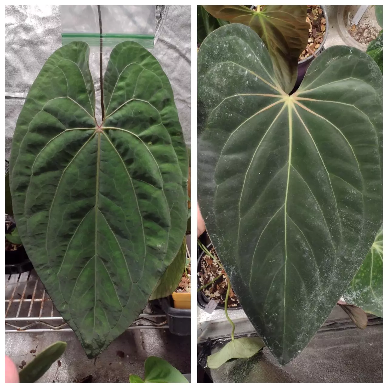 plant/Anthurium (Code Red x Papi A+) × (Ralph Lynum x Carla) large seedlings-2