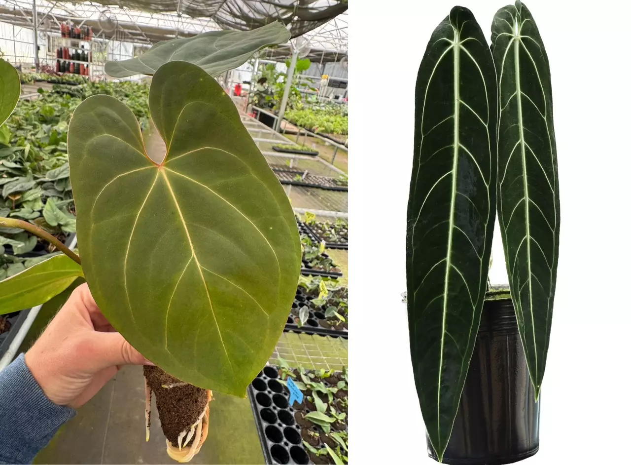 plant/Seed grown anthurium legend x Warocqueanum starter plant growers choice-0
