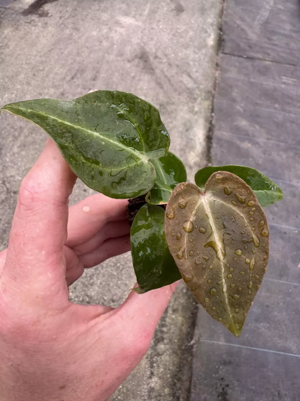 plant/Anthurium crystallinum x forgetii starter plant growers choice-1