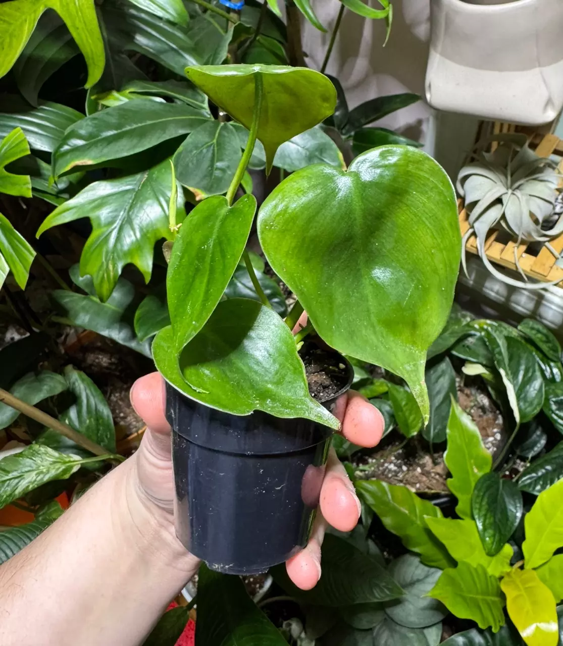 plant/Philodendron Heartleaf-0