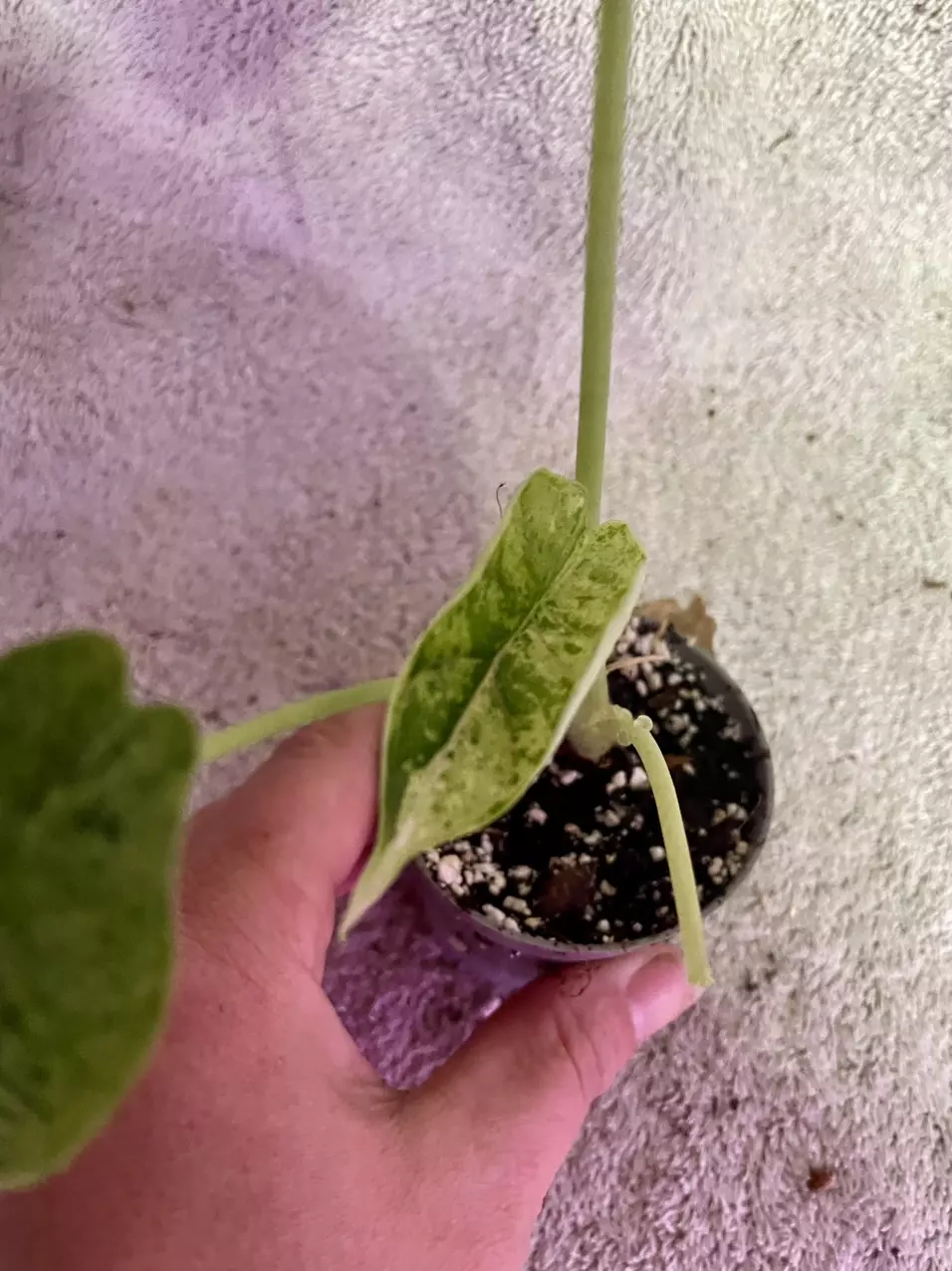 plant/Alocasia dragon scale mint-1