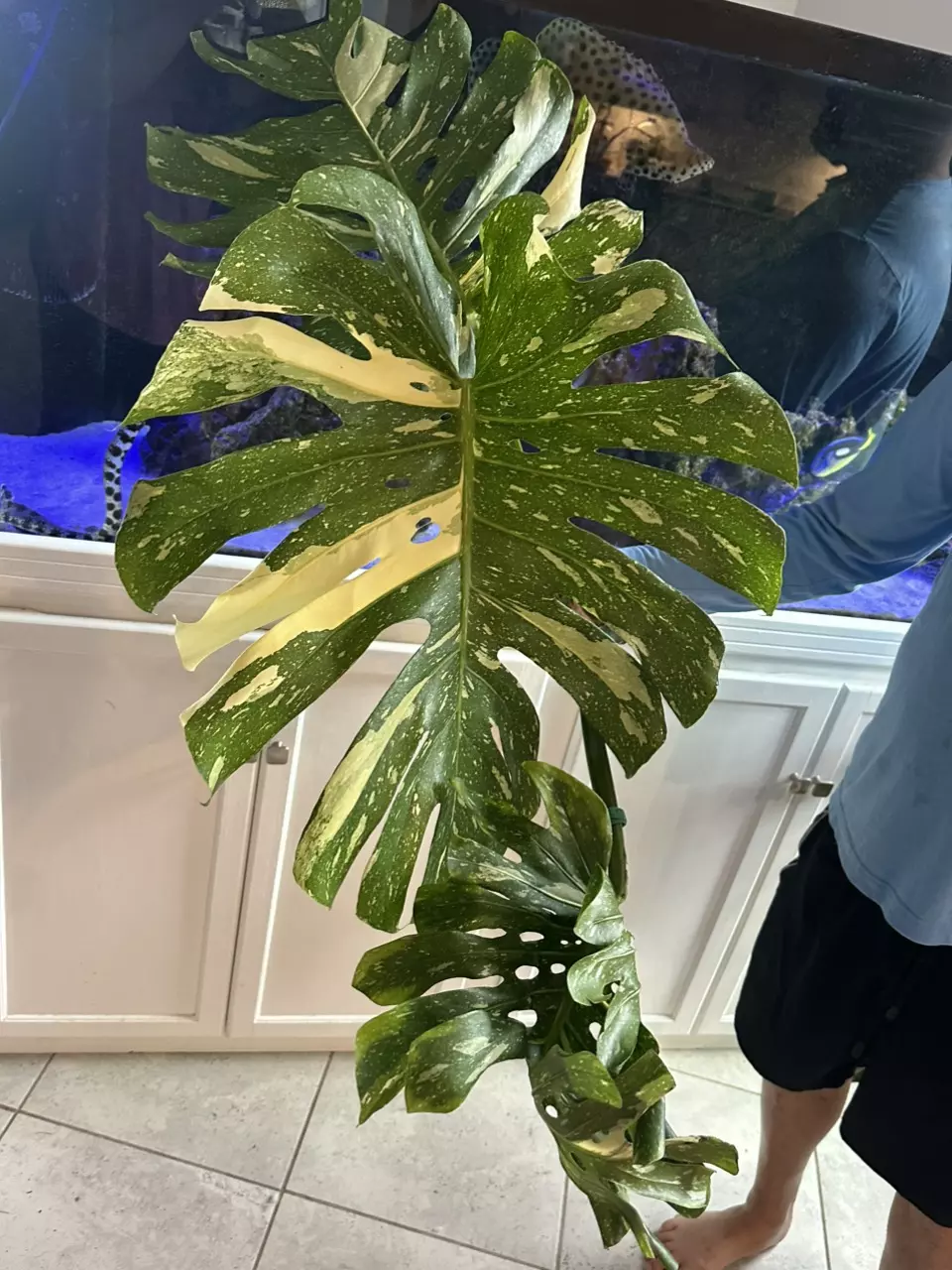 plant/Massive Mature Thai Constellation-0
