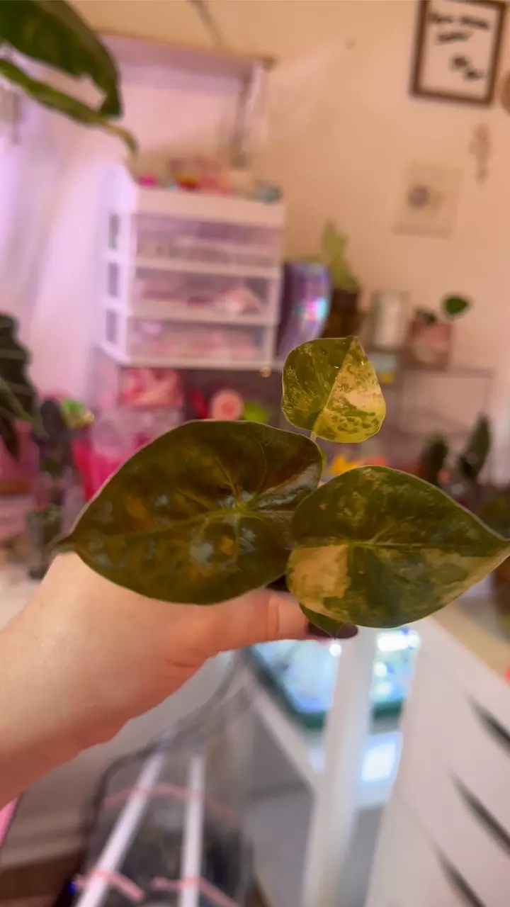 plant/Wentii for humming Hoyas-0