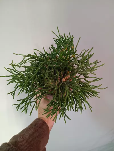 plant/Rhipsalis Salicornioides-2-thumbnail