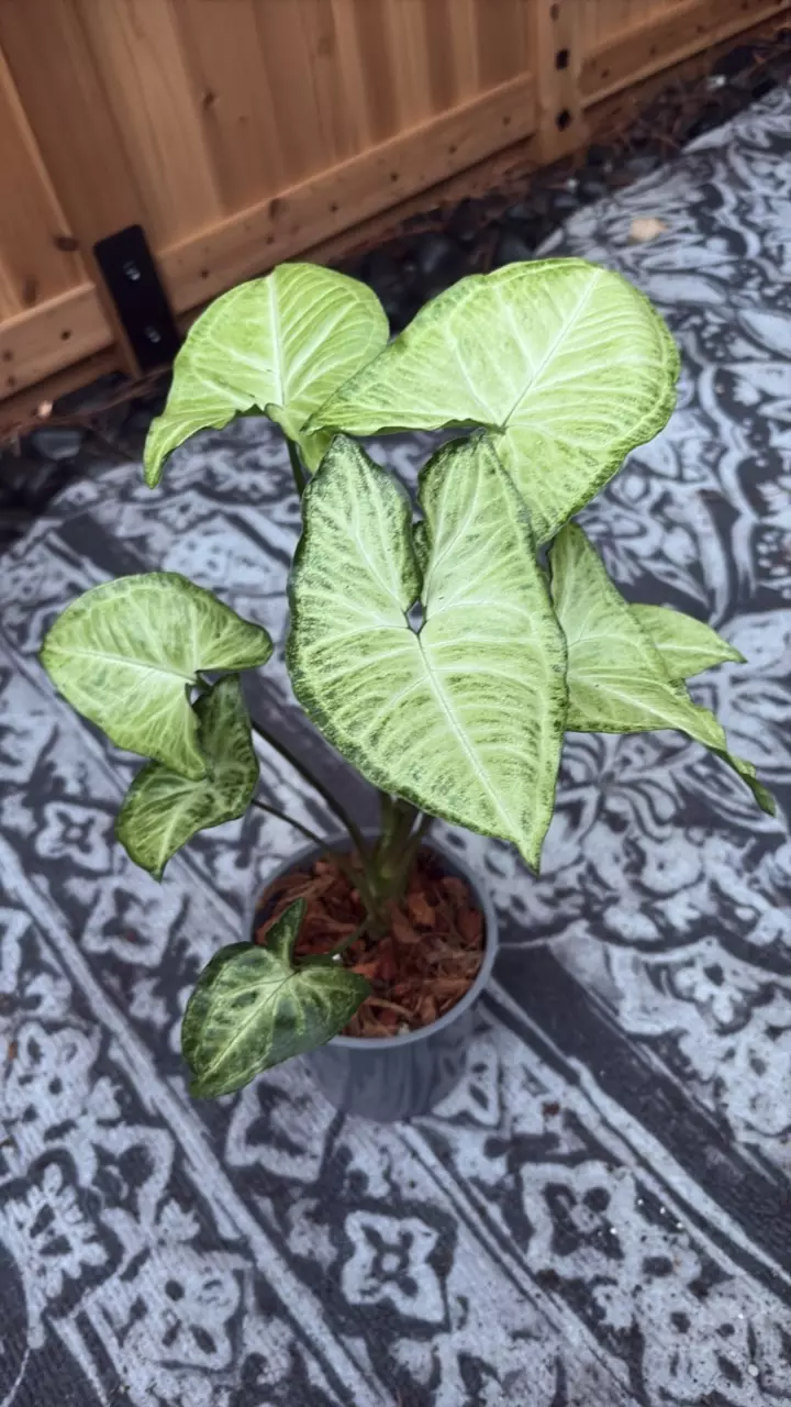 plant/Syngonium White butterfly-0