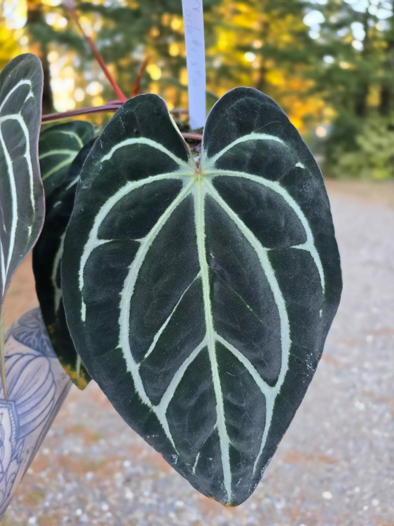 plant/Anthurium Carla #1 x #16 (flowering size)-1