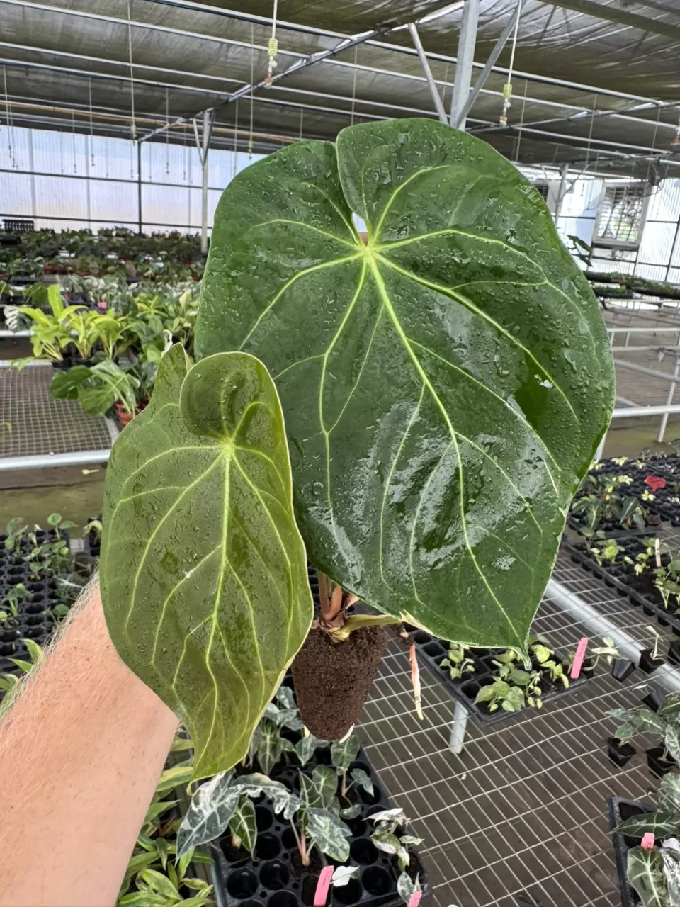 plant/Seed grown anthurium darkest panama (Goliath) x blue papillilaminum starter plan-1