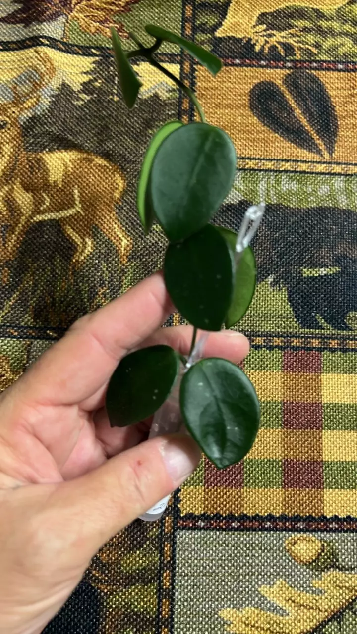 plant/#211 Chouke (Carnosa X Serpens)-0