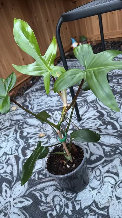 plant/Florida Green-0-thumbnail