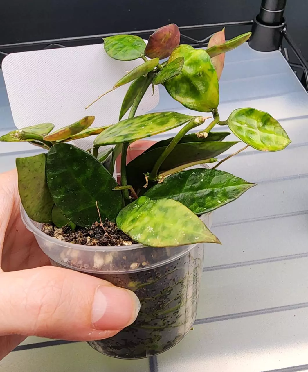 plant/Hoya Lacunosa Amarillo-H-1