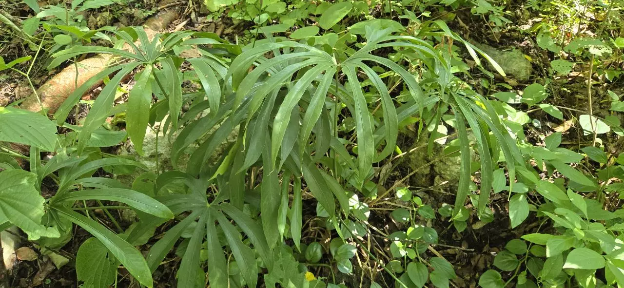 plant/Anthurium pedatoradiatum (Seedlings) Ocozocoautla de Espinosa, Chiapas.-3