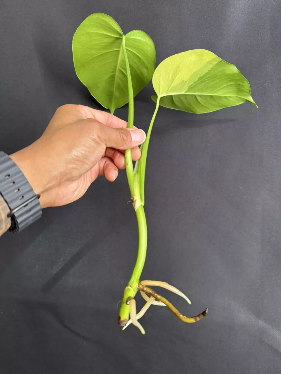 plant/Monstera Aurea (low variegation)-1
