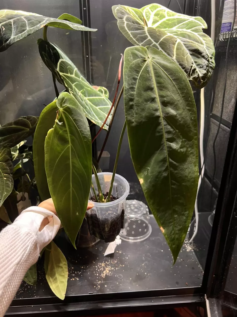 plant/Anthurium Warocqueanum ‘Esmeralda’-2