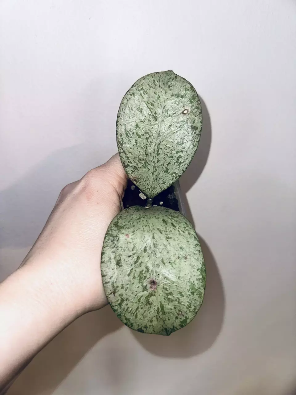 plant/Hoya Michele Silver-0