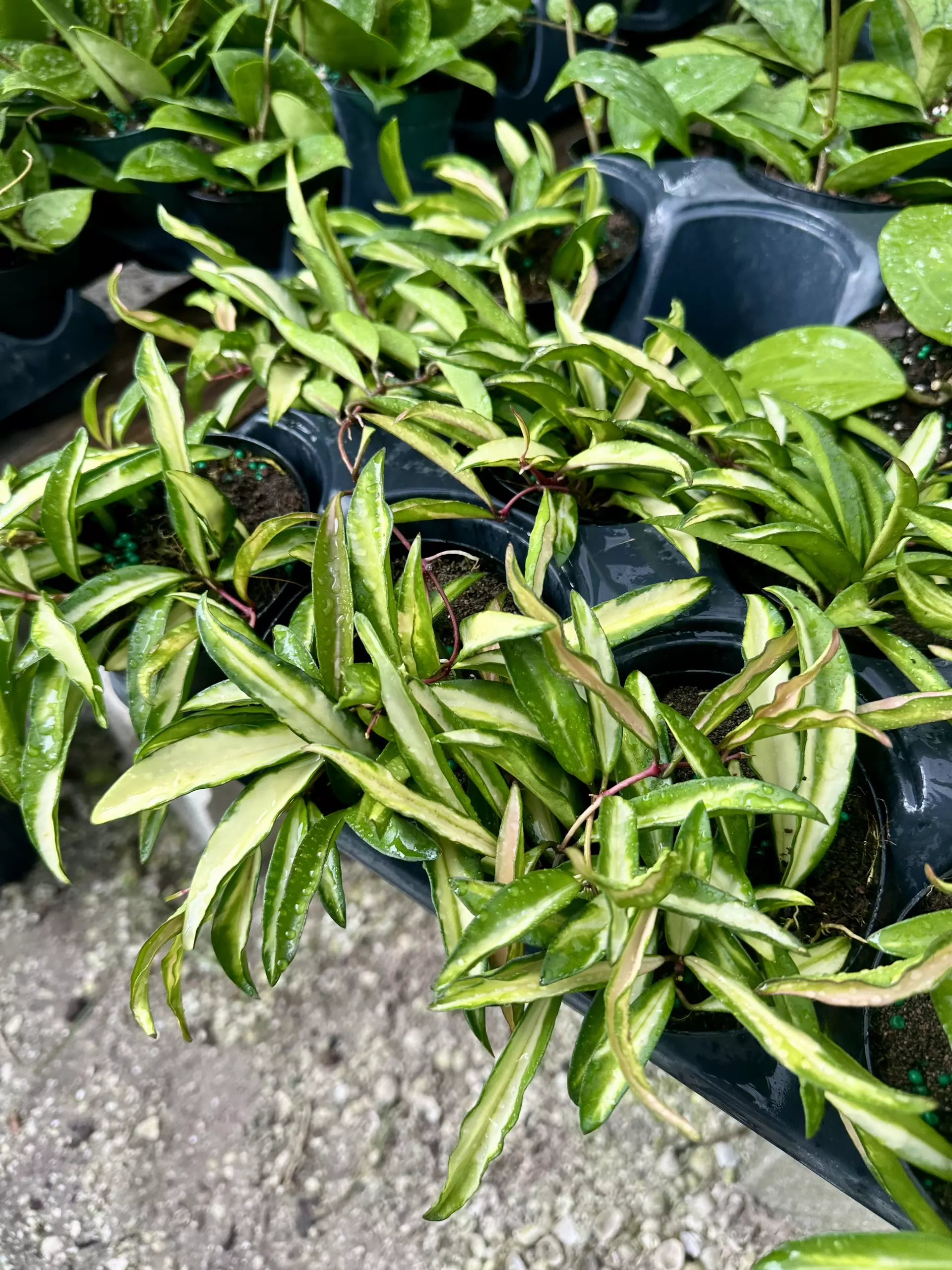 plant/4" Hoya Wayetti Tricolor-0