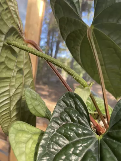 plant/XL LARGE Anthurium Luxurians-2-thumbnail