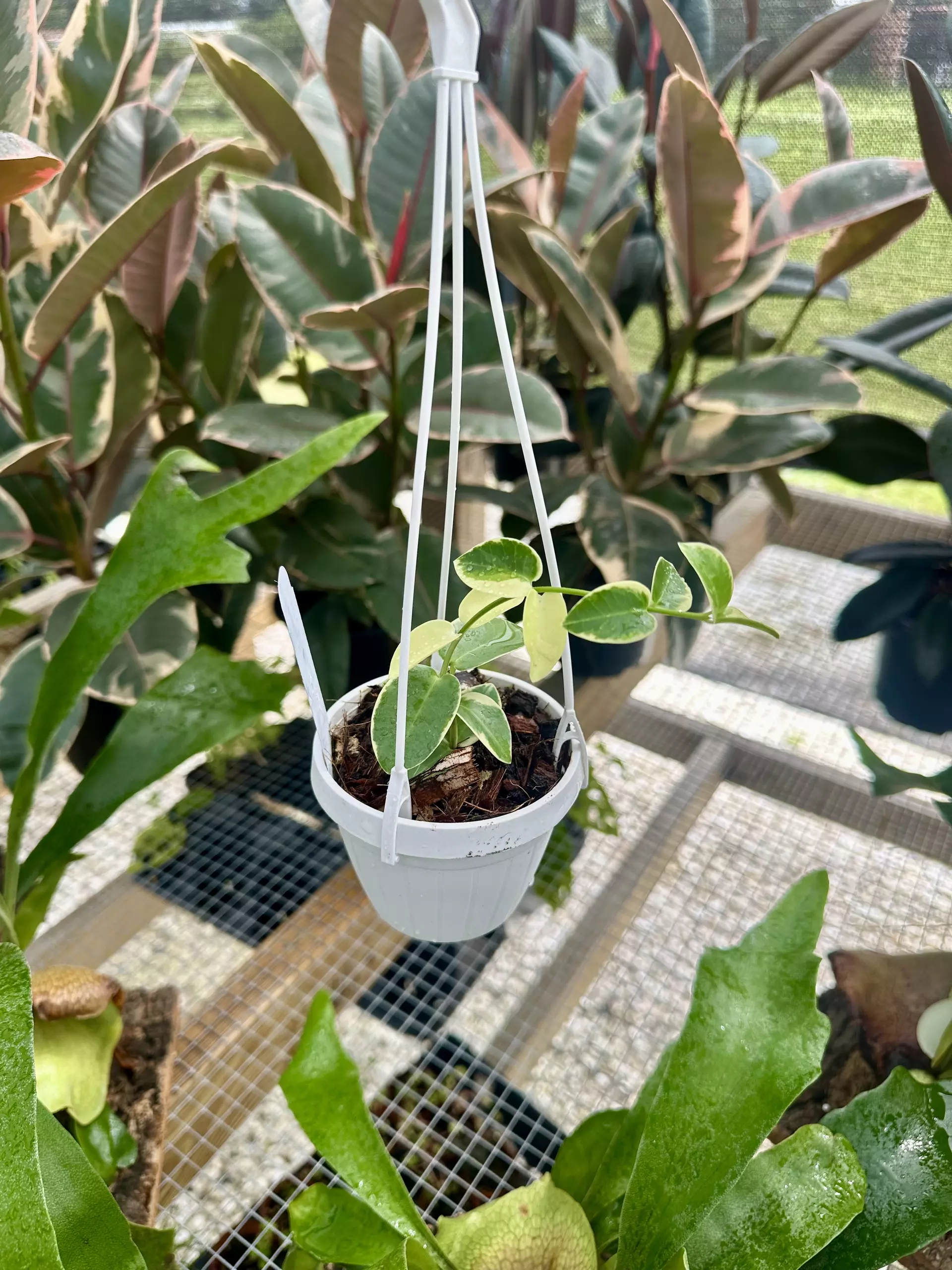 plant/3" HB Hoya Cumingiana Albo-0