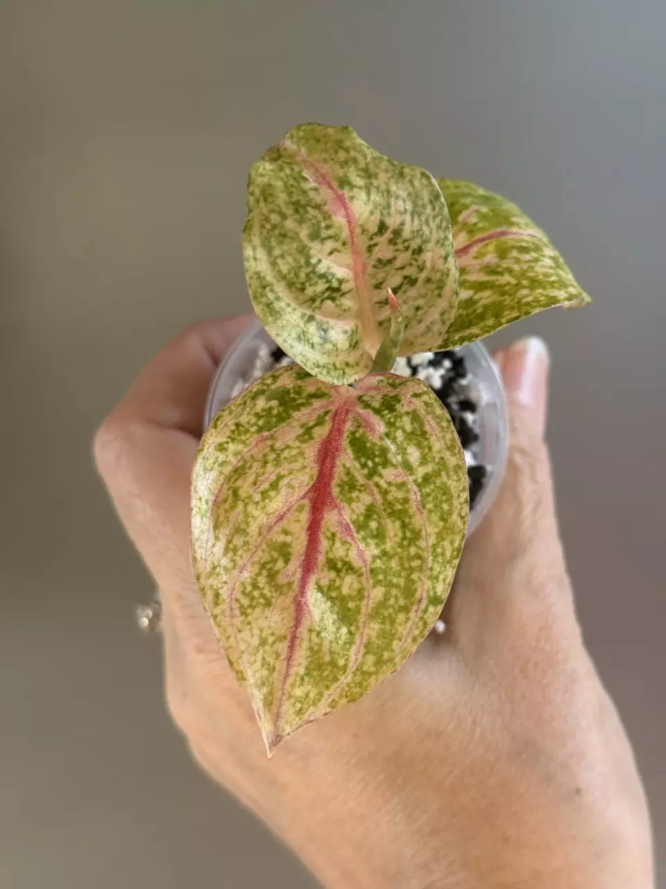 plant/260 Anglaonema Donna Carmen-0