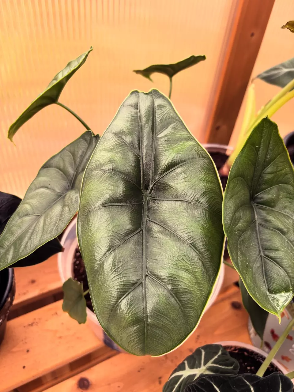 plant/Alocasia Puncak Borneensis-0