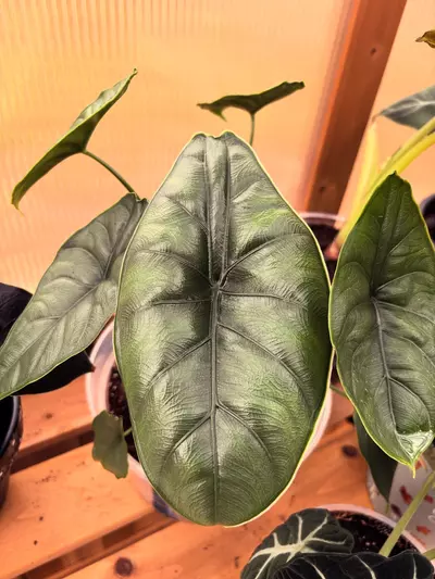 plant/Alocasia Puncak Borneensis-0-thumbnail