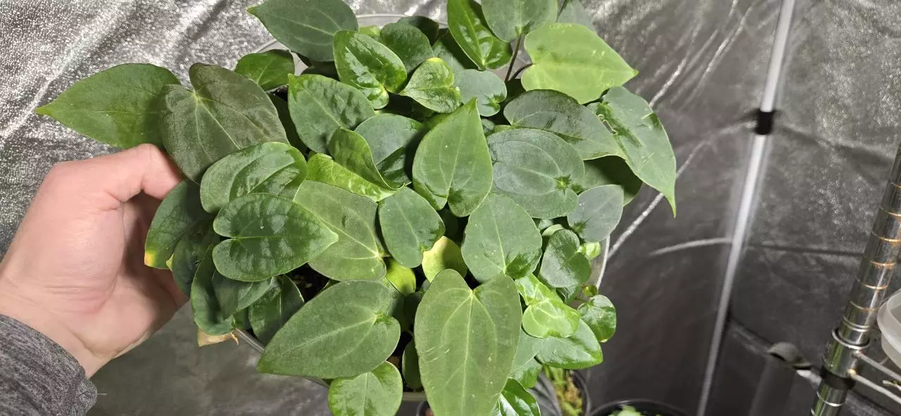 plant/Anthurium (Code Red x Papi A+) × (Ralph Lynum x Carla) large seedlings-1