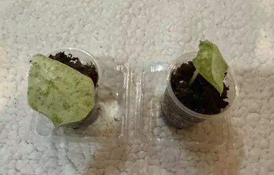 plant/Alocasia macrorrnia camouflage pups-0-thumbnail