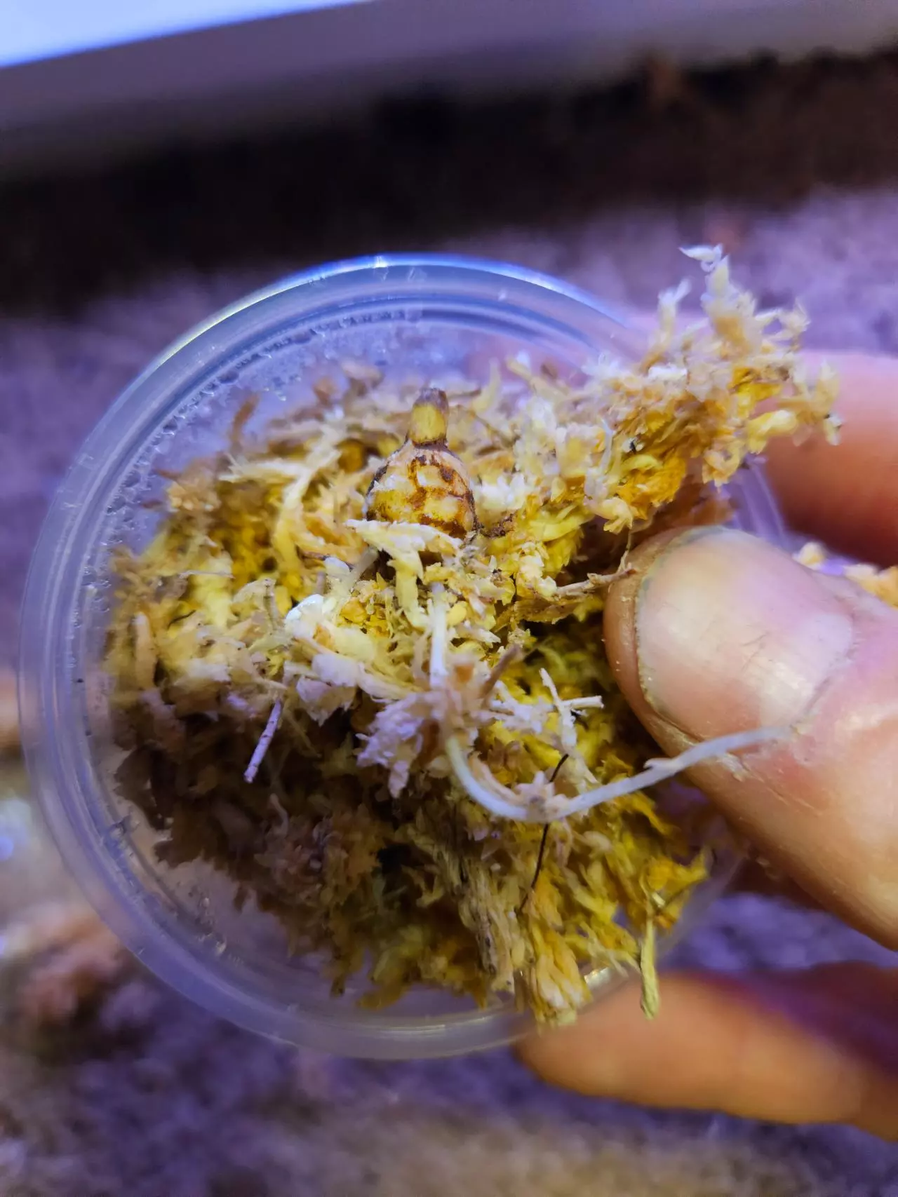 plant/Black stem aurea corm-1