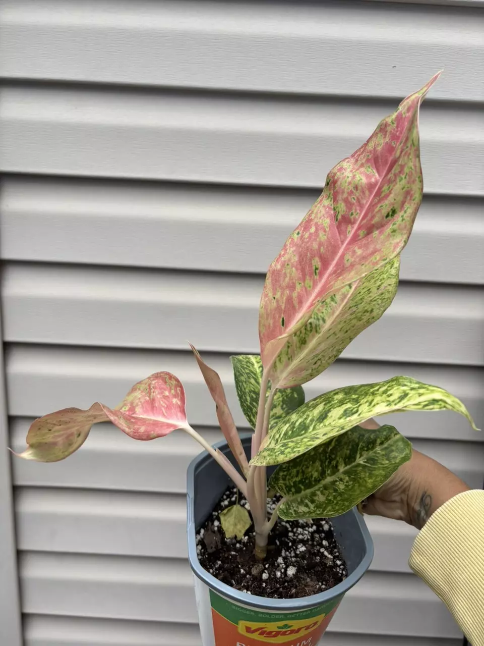 plant/Aglaonema bidadari-1