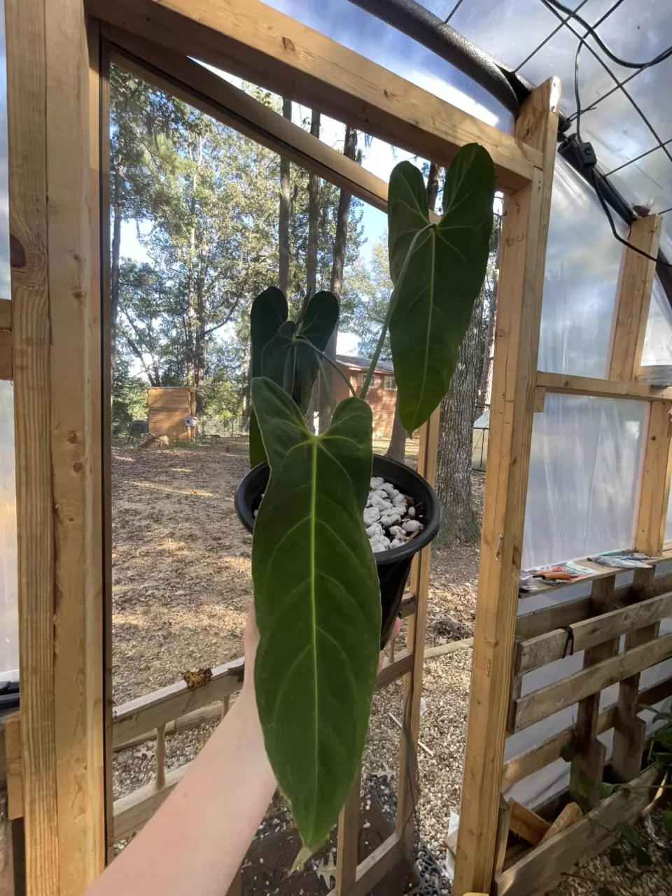 plant/Large Anthurium Mettalicum-0