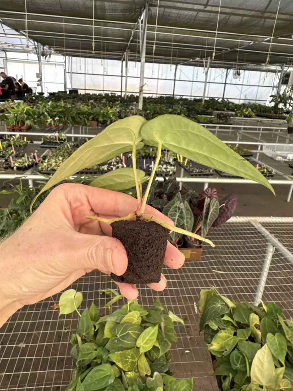 plant/Seed grown anthurium forth Sherman x guna yala starter plant growers choice-7