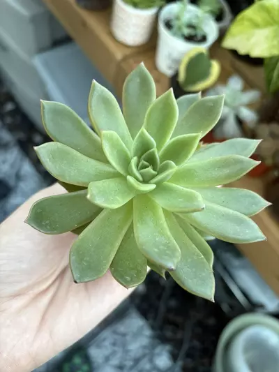 plant/Echeveria-0-thumbnail