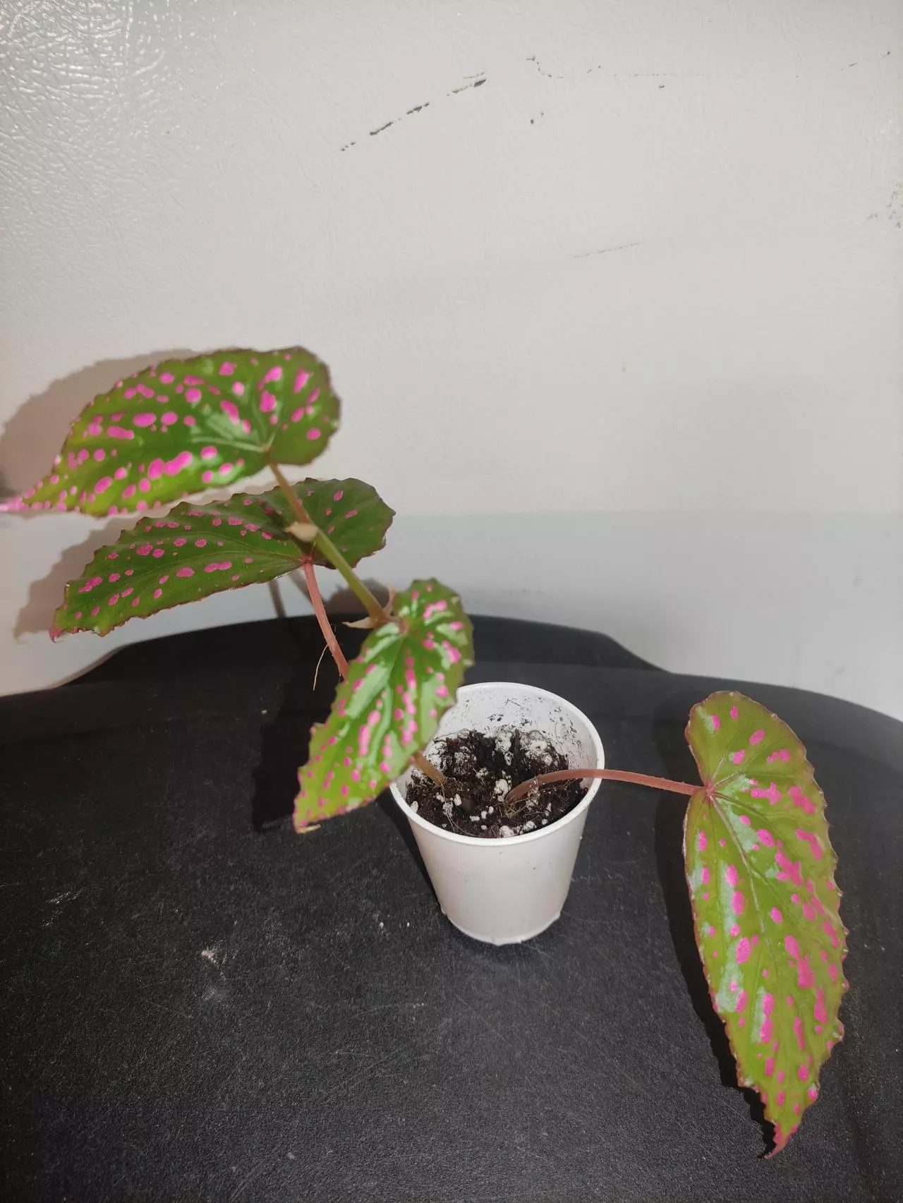 plant/Begonia negrosensis-1