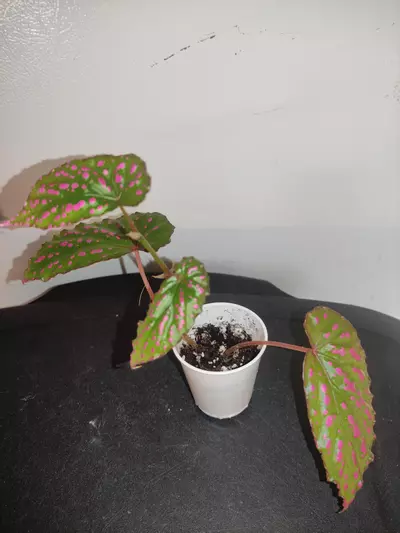 plant/Begonia negrosensis-1-thumbnail