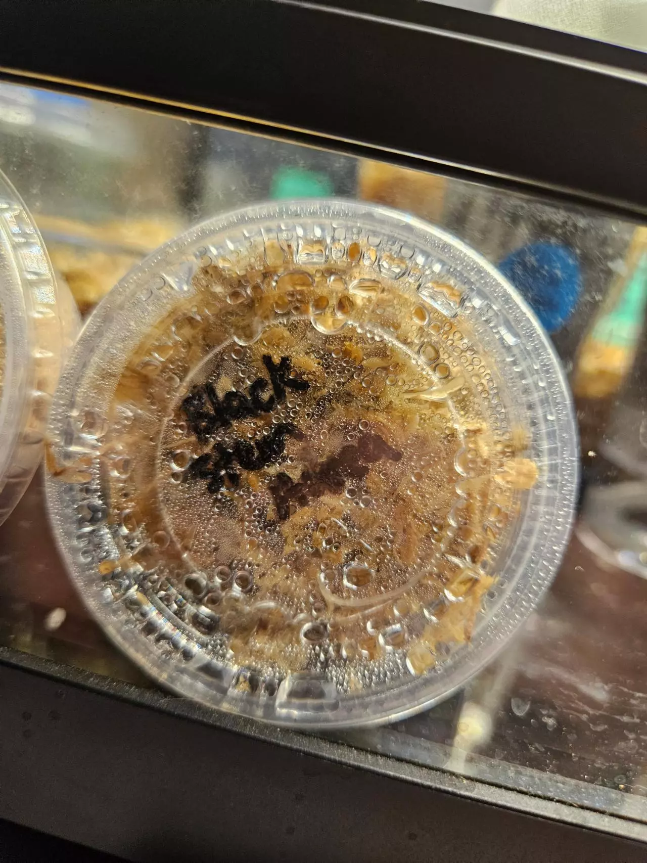 plant/Black stem aurea corm-0