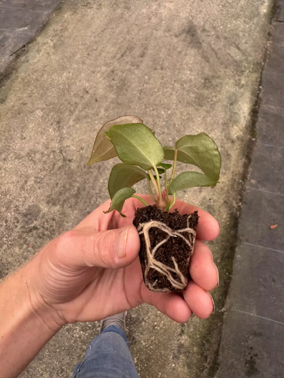plant/Anthurium crystallinum x forgetii starter plant growers choice-7