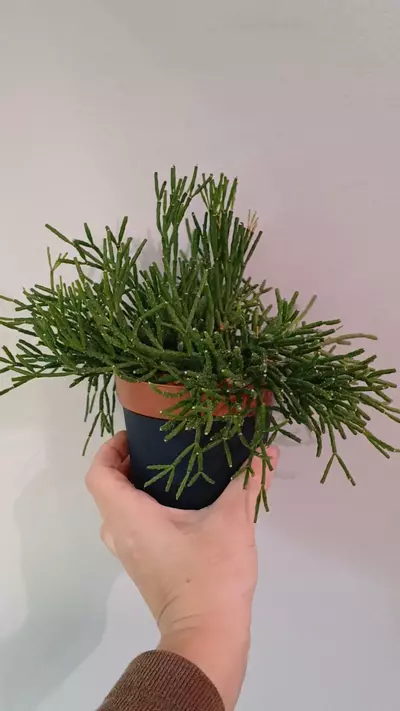 plant/Rhipsalis Salicornioides-1-thumbnail