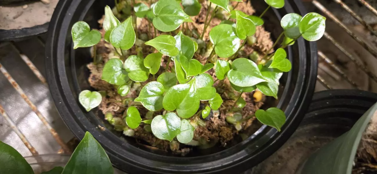 plant/Anthurium pedatoradiatum (Seedlings) Ocozocoautla de Espinosa, Chiapas.-1