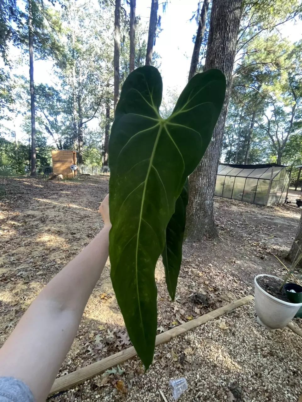 plant/Large Anthurium Mettalicum-1