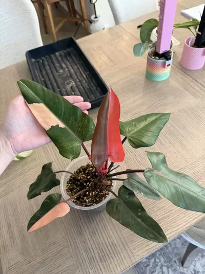 plant/Variegated dark Lord-0-thumbnail