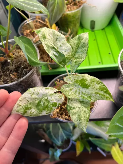 ヘチャン　ポラロイド Alocasia Odora Batik Blizzard ($16.99) from @TTbotanica