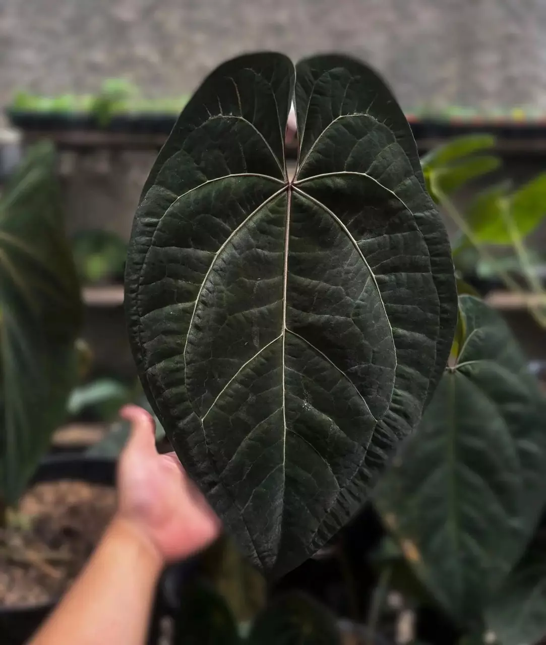 plant/Anthurium ace of spades x dark phoenix starter plant growers choice-0