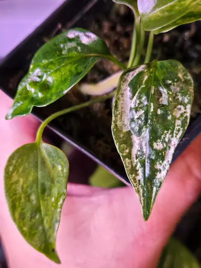 plant/Rare Variegated Anthurium Subsignatum, B-1-thumbnail