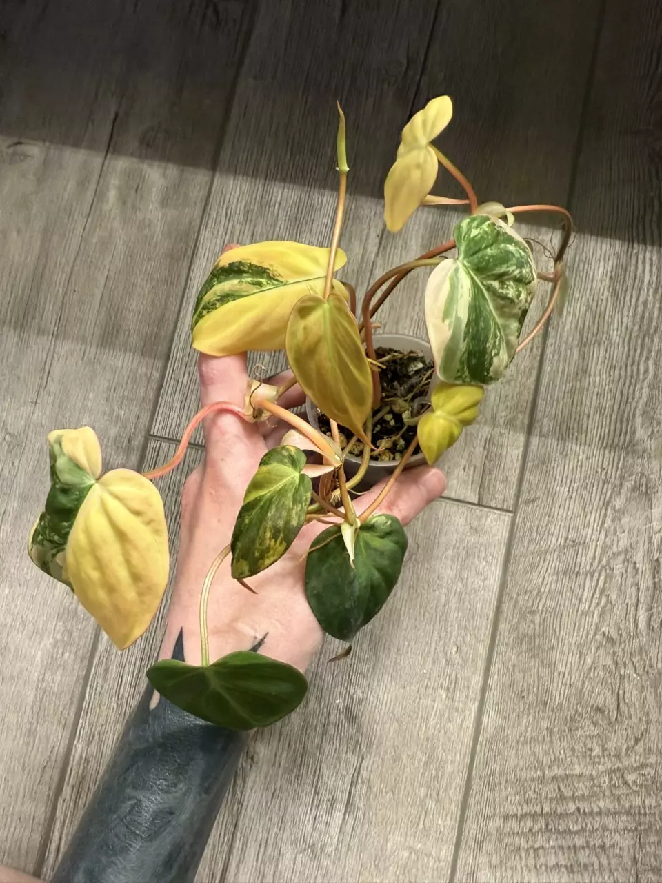 plant/Philodendron Micans Aurea-0