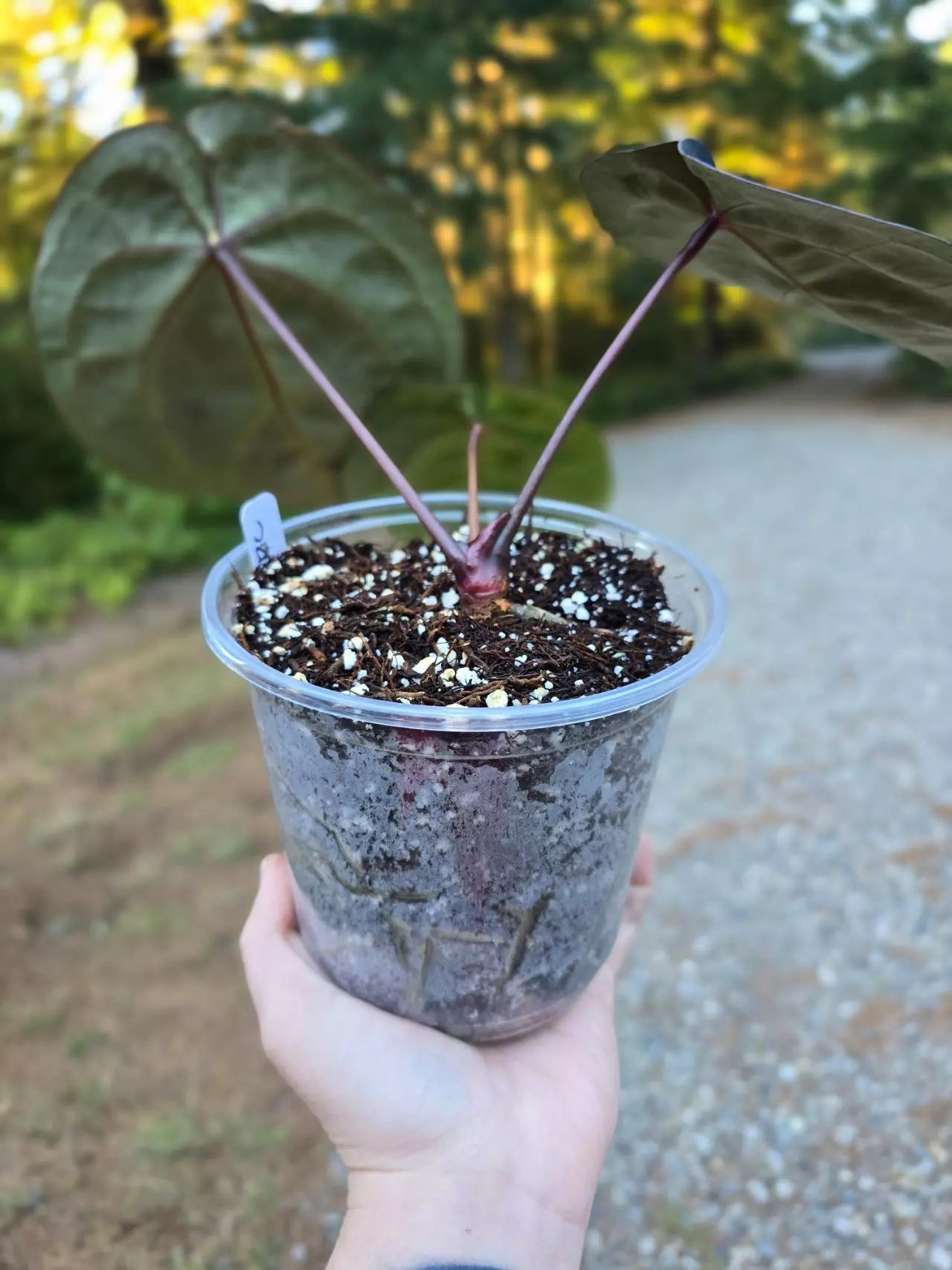 plant/Ace of Grape (AOP x RC)-2