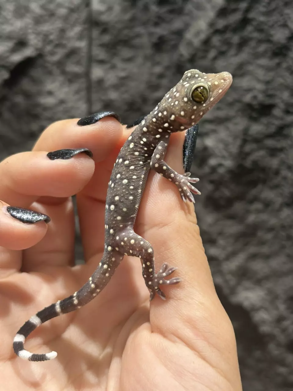 plant/Starry Night Gecko baby - CB-1